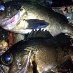 フロートメバリング