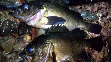 フロートメバリング