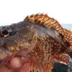 根魚狙いでカサゴ