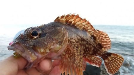 根魚狙いでカサゴ