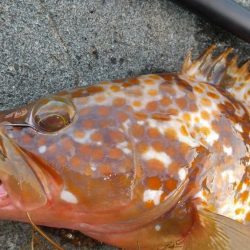 ロックフィッシュ狙い　キジハタ