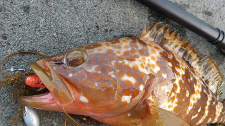 ロックフィッシュ狙い　キジハタ