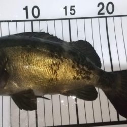 梅雨メバリング