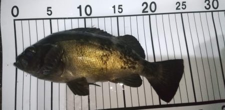 梅雨メバリング