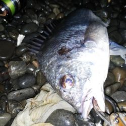 余ったイソメでキビレ釣り