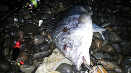 余ったイソメでキビレ釣り