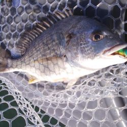 ボートキビレ&マゴチ