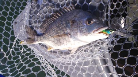 ボートキビレ&マゴチ