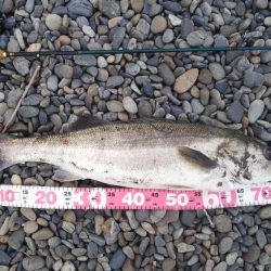 チニングのはずが