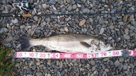 チニングのはずが