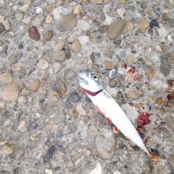 小サバしかいてない