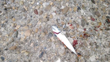 小サバしかいてない