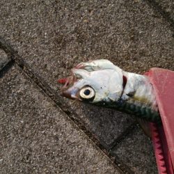 青物不発、小サバは湧いてる