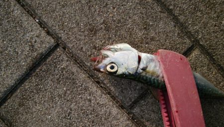 青物不発、小サバは湧いてる