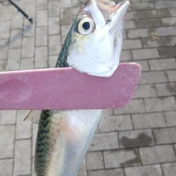 サバしか居てないやん