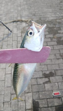 サバしか居てないやん