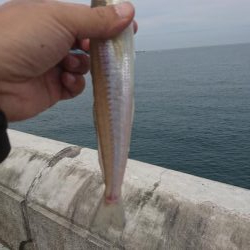 シーバスロッドでちょい投げでキスandライトショアジギング