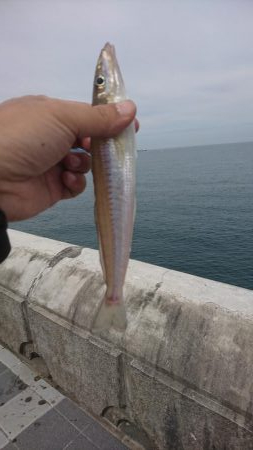 シーバスロッドでちょい投げでキスandライトショアジギング