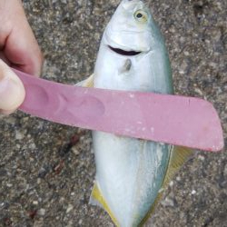 サバ、さば、鯖、SABAのちツバス