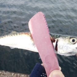 今日はツバスからサバの永遠ループ