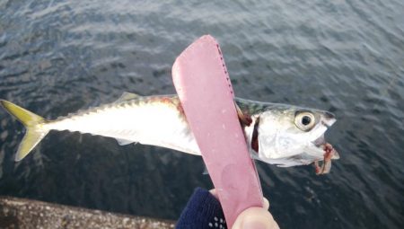 今日はツバスからサバの永遠ループ