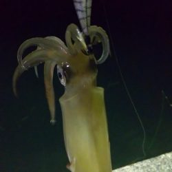 ヤリイカエギング