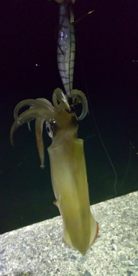 ヤリイカエギング