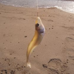 シロギスちょい投げ