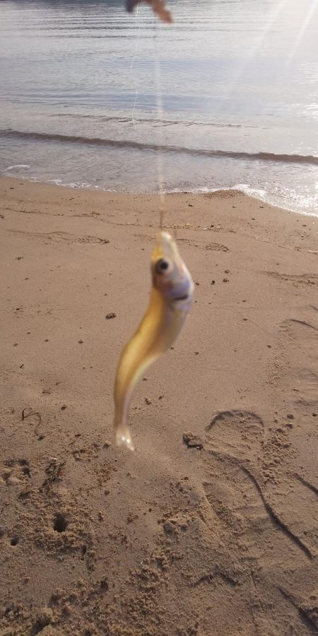 シロギスちょい投げ