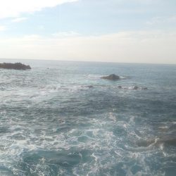 シイラがほしかったけど?