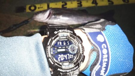 ぶらシーバス!!