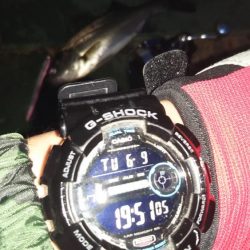 ぶらシーバス!!