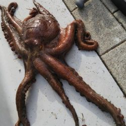 ぶらオクトパッシング!!