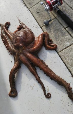 ぶらオクトパッシング!!