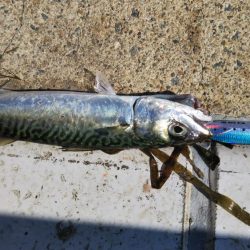 ぶらサバ祭！！