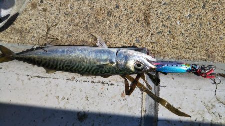 ぶらサバ祭！！