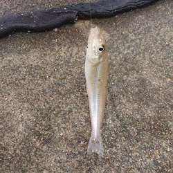 一瞬雨が止み釣行