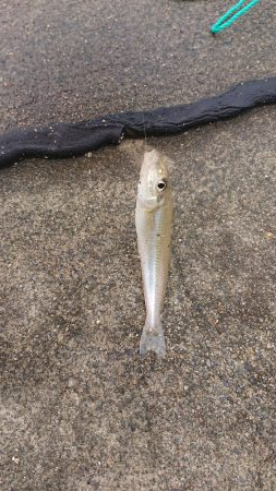 一瞬雨が止み釣行