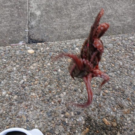 タコ釣り