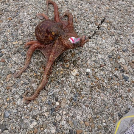 タコ釣り