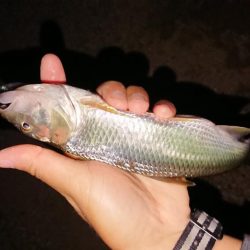 初夏の琵琶湖らしいフィネスゲーム