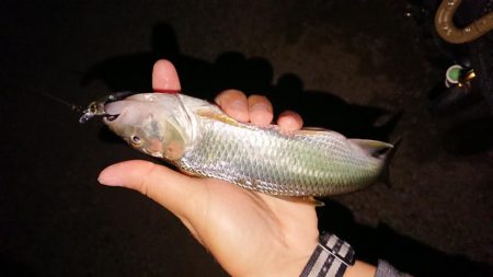 初夏の琵琶湖らしいフィネスゲーム