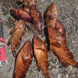 ロックフィッシュ