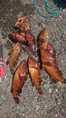 ロックフィッシュ