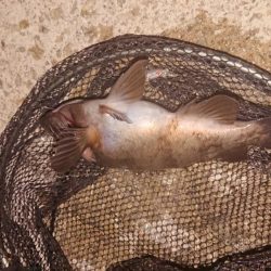 梅雨メバル、良型！！