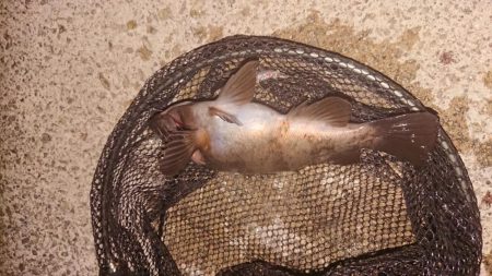 梅雨メバル、良型！！