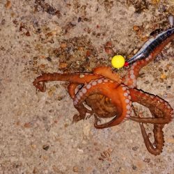 自作タコエギで釣ったよ！