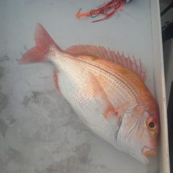 あわよくばアオリ狙いの五目釣り