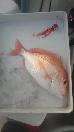 あわよくばアオリ狙いの五目釣り