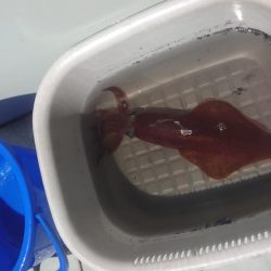 今シーズン最初のイカメタル